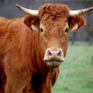 Boeuf Visuel